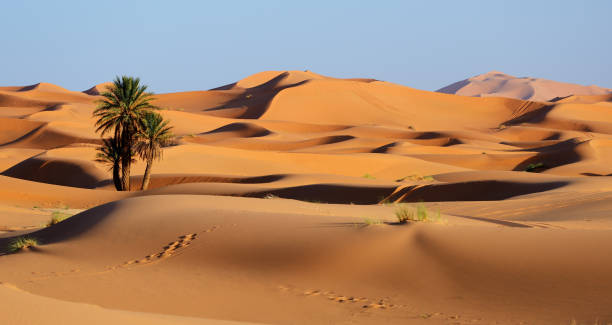 marokko. sanddünen der sahara wüste - wüste stock-fotos und bilder