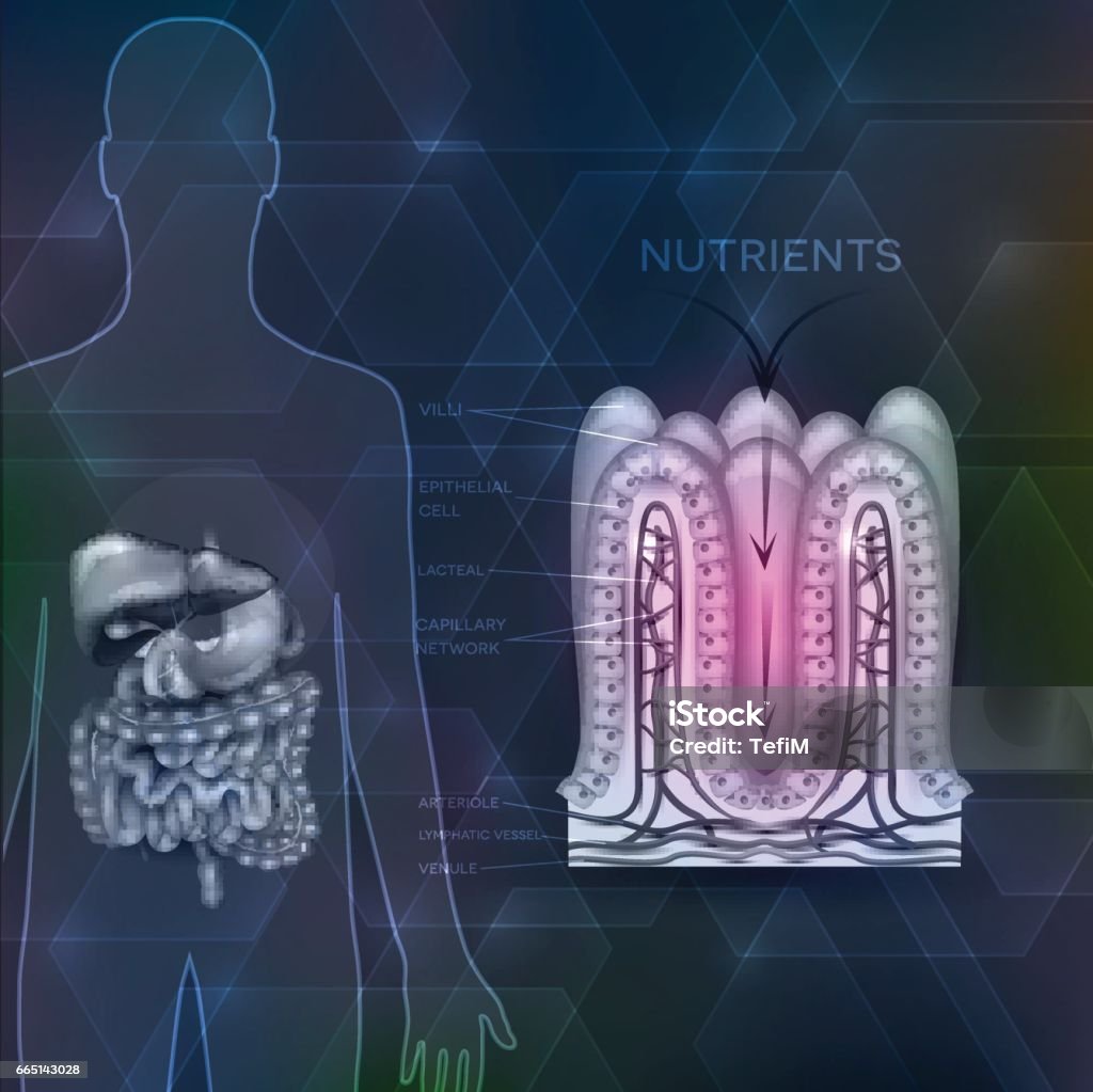 Intestinal Lining Riges Intestinal Lining Stock Illustration - Download Image Now - Abstract ...