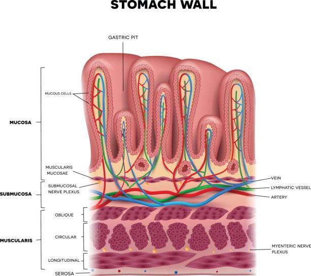 warstwy ściany żołądka szczegółowa anatomia - mucosa stock illustrations
