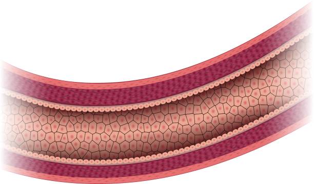 Healthy artery anatomy Healthy artery anatomy, artery layers detailed illustration. endothelial stock illustrations