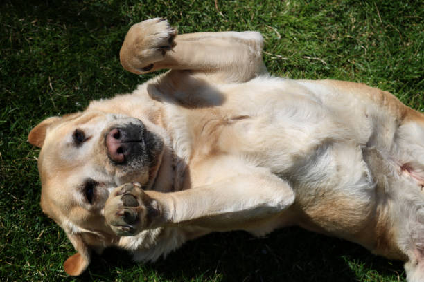 istock cute yellow Labrador in grass 665143508