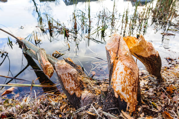 istock Tree, felled by the beaver and lying in water 665146474