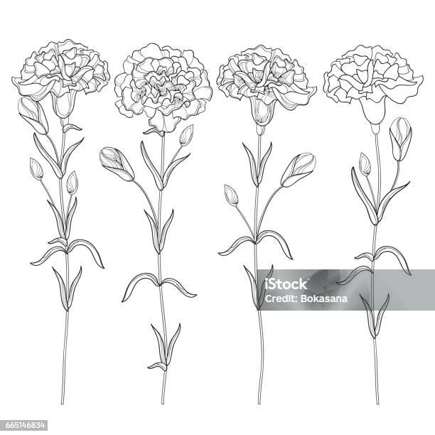 Set With Carnation Or Clove Bud And Leaves Isolated On White Background Stock Illustration - Download Image Now