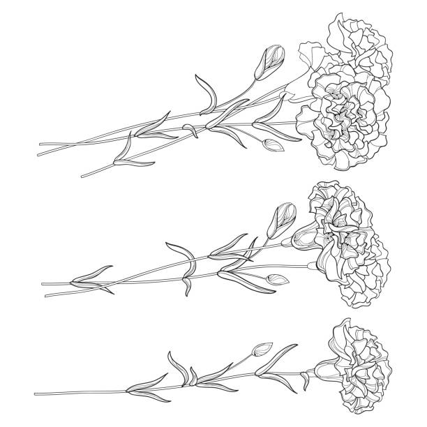 Set with Carnation, flower, bud and leaves isolated on white background. Vector set with outline Carnation. Flower, bud and leaves in black isolated on white background. Ornate floral carnations for spring or summer design, coloring book in contour style. carnation flower stock illustrations