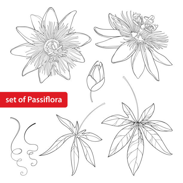 Set with outline Passiflora. Exotic flowers, bud, leaf and tendril isolated. Vector set with outline tropical Passiflora or Passion flower. Exotic flowers, bud, leaf and tendril isolated on white background. Floral elements in contour style for summer design and coloring book. passion flower stock illustrations