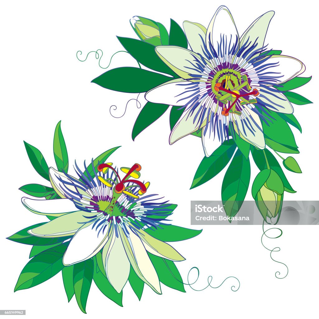 Blue Passiflora Or Passion Flower Outline Exotic Flowers Bud And Leaf Isolated On White Stock Illustration - Download Image Now - iStock Blue Passiflora Or Passion Flower Outline Exotic Flowers Bud And Leaf Isolated On White Stock Illustration - Download Image Now - iStock
