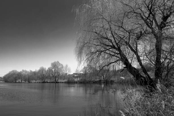 black and white rual nature misty lake