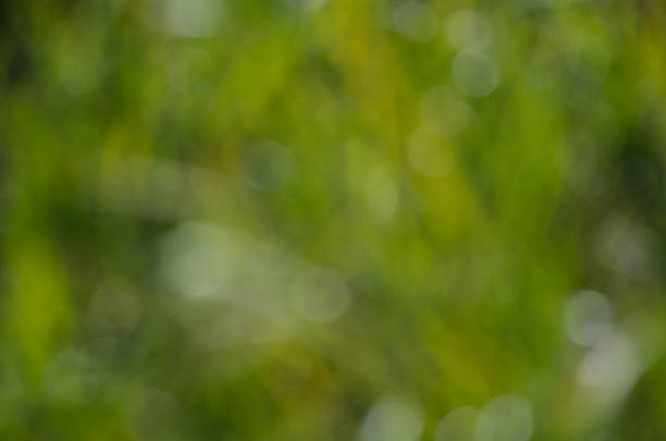 istock Abstract blured out of focus green background 665158046