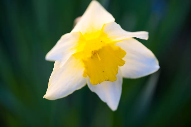 White and yellow daffodil flower outdoors in spring. Close-up