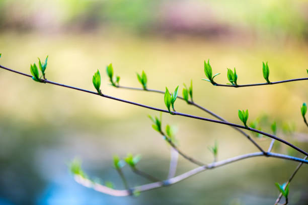 beautiful erkämpfen, knospe, isoliert - branch twig bud isolated stock-fotos und bilder