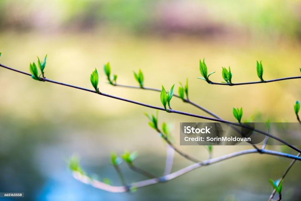 Beautiful burgeon , bud isolated Beautiful burgeon , bud isolated with the water on the background Bud Stock Photo