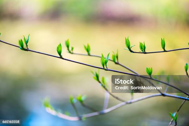 Beautiful Burgeon Bud Isolated Stock Photo - Download Image Now - Bud, Tree, Arts Culture and Entertainment