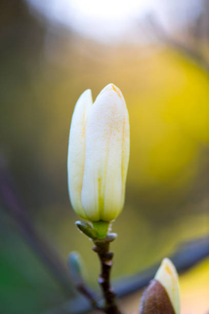 istock Magnolia flower , White delicate petals 665165624