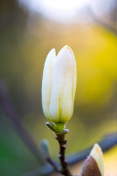 istock Magnolia flower , White delicate petals 665165628