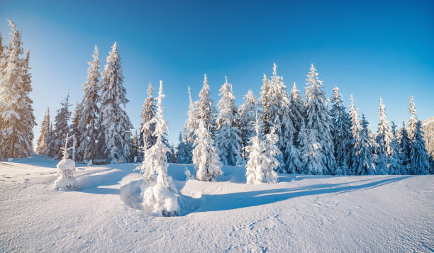 istock Majestic winter trees glowing by sunlight. 665166382