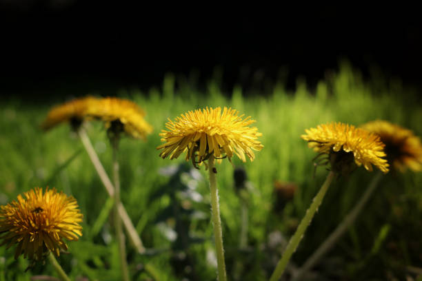 istock Yellow dandelion in green grass 665166558