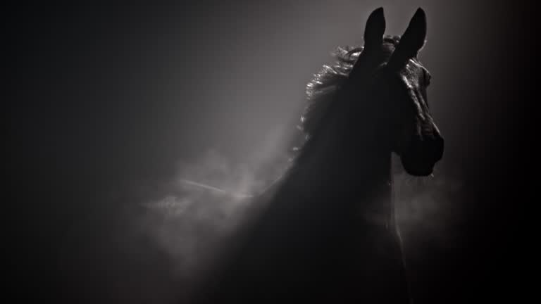 SLO MO TS Dark horse running in misty night