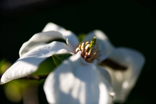 美しい白いマグノリエ花 - magnolia flower single flower white ストックフォトと画像