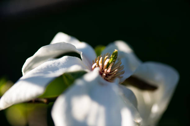 美しい白いマグノリエ花 - magnolia flower single flower white ストックフォトと画像