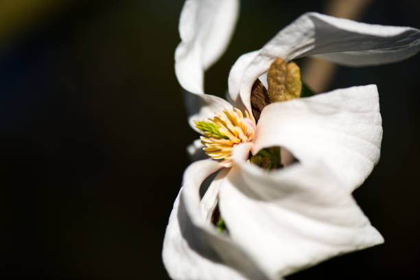 美しい白いマグノリエ花 - magnolia flower single flower white ストックフォトと画像