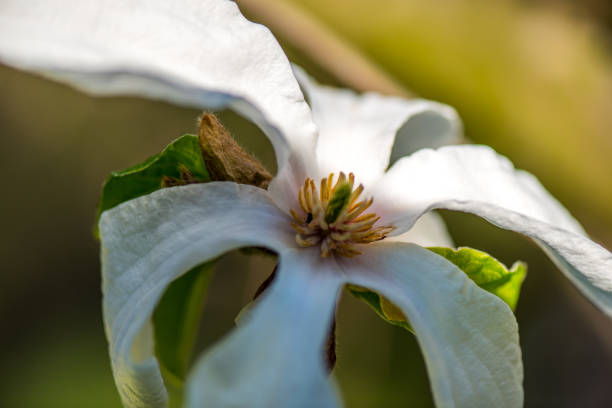 美しい白いマグノリエ花 - magnolia flower single flower white ストックフォトと画像