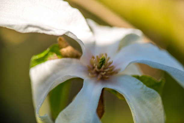Beautiful White magnolie flower