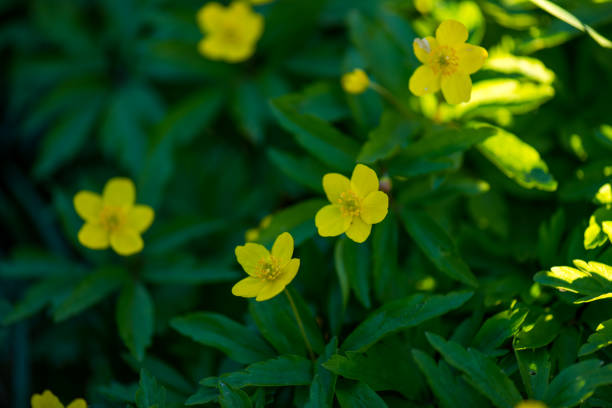 Beautiful yelow flower , Anemone ranunculoides