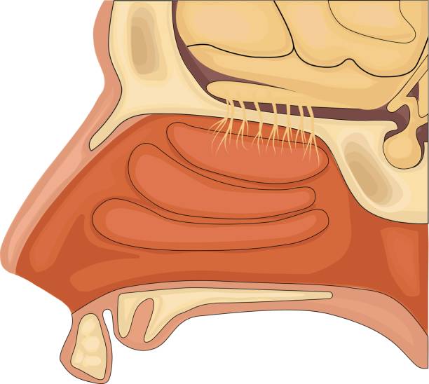 illustrazioni stock, clip art, cartoni animati e icone di tendenza di illustrazione vettoriale dell'organo nasale. anatomia normale dell'organo olfattivo umano - nasal cavity