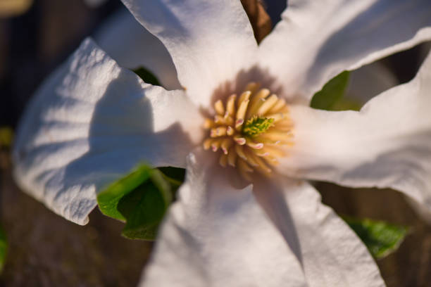 美しい白いマグノリエ花 - magnolia flower single flower white ストックフォトと画像