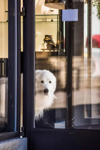 White, long-haired Labrador Retriever looking through window door of store