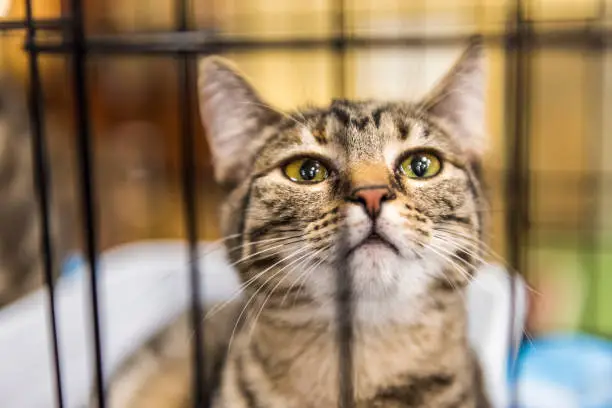 Closeup portrait of one young cat in a cage waiting for adoption