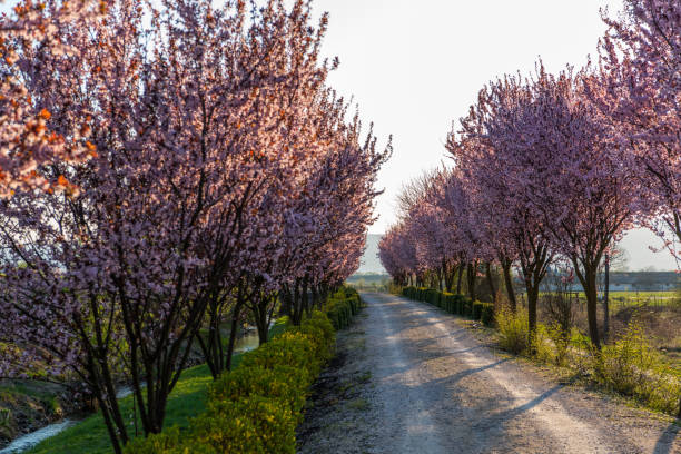 istock Beautiful Rural road surrounded by trees in bloom 665170996