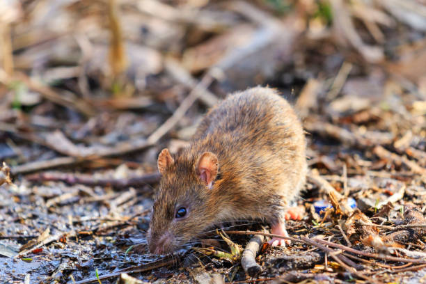 istock Gray rat with ugly muzzle of rubbish 665174732