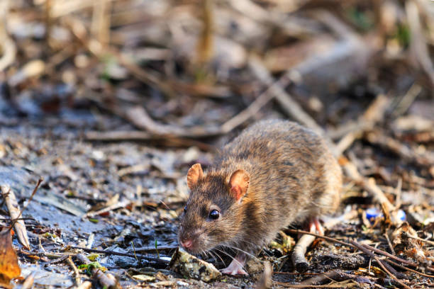 istock Gray rat on landfill 665174786