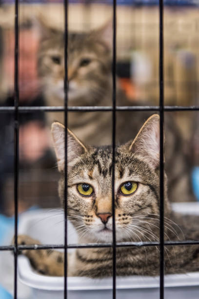 istock Two young cats in a cage waiting for adoption 665174808