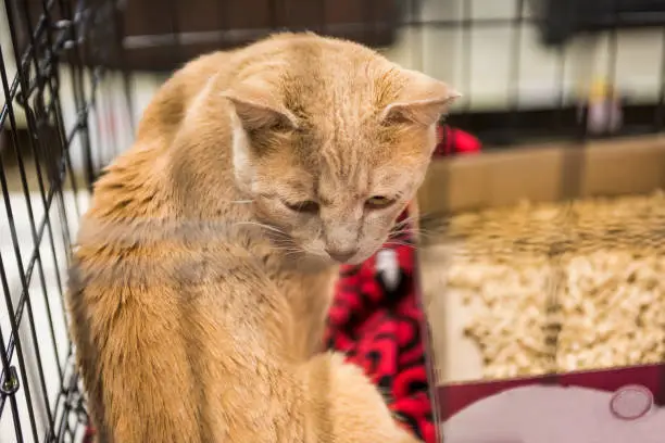 Sad orange cat in cage waiting for adoption
