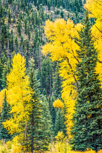 złoty osika i las sosnowy w kolorado - gold yellow aspen tree autumn zdjęcia i obrazy z banku zdjęć