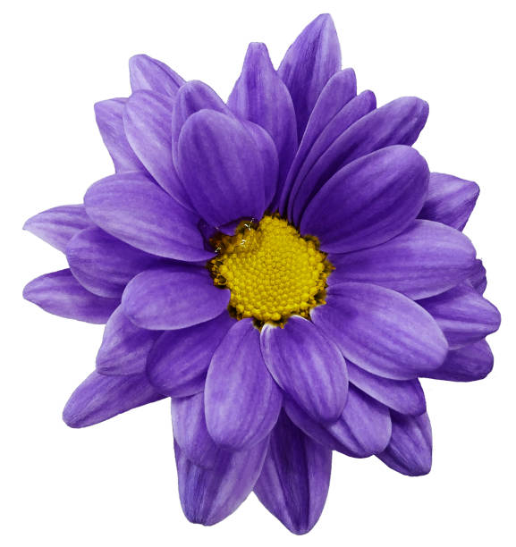istock violet chrysanthemum flower isolated on white  background with clipping path.   Closeup.  no shadows.  For design.  Nature. 665181436