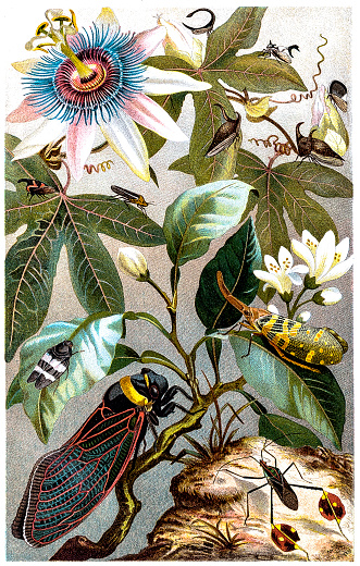 Illustration of Cicada