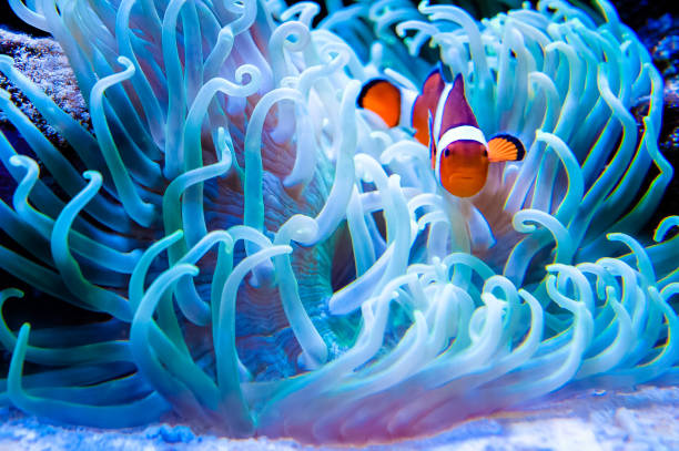 pesce pagliaccio in mare anemonefish - sea anemone fractal tentacle sea foto e immagini stock