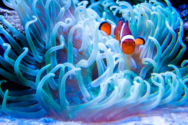 peixe-palhaço em mar anemonefish - sea anemone fractal tentacle sea - fotografias e filmes do acervo