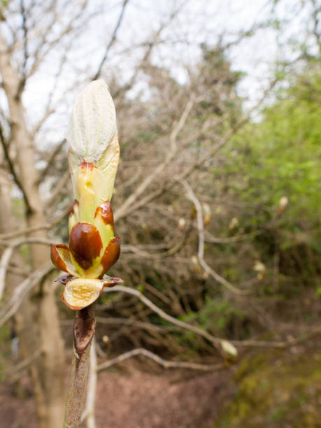 花芽頭の奇数探してシャフト - tree magnolia vibrant color close up ストックフォトと画像