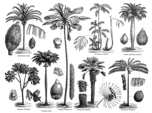 Palms illustration of a palms palm tree illustrations stock illustrations
