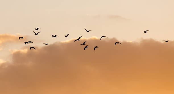 istock a flock of birds at sunset 665192624