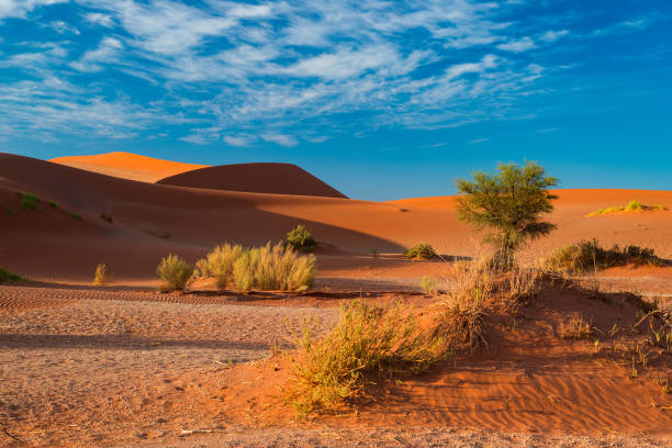 istock Sand dunes in the Namib desert 665196194
