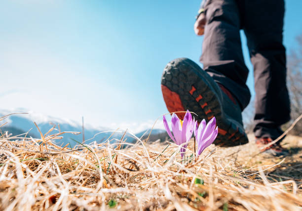 istock Traveler big boot can step on tender crocus flower on mountain field 665198428