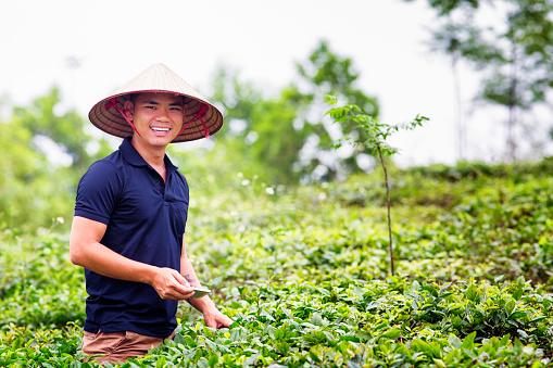 Mid adult Vietnamese man portrait in tea plantation with conical hat, he is holding a cell phone aimed at the plants.