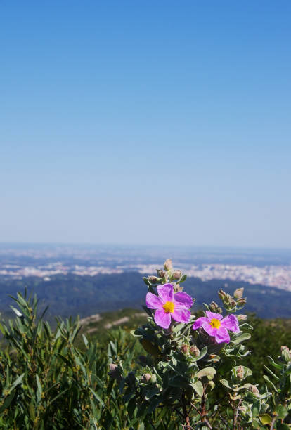 istock Rock Rose flower (or Cistus flower) in Arrabida natural park 665215592