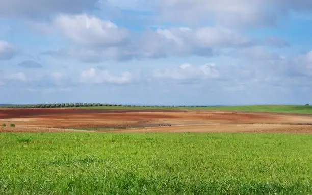 agricultural field and cloudsky