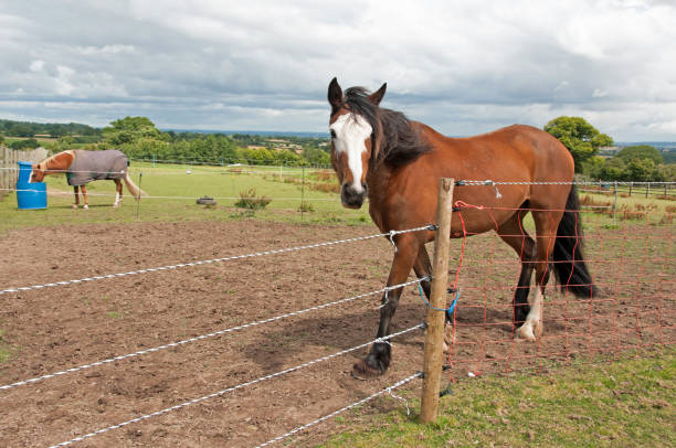 istock Electric fencing 665215952